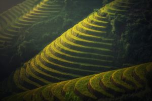 Agriculture, Vietnam