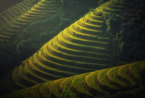 Agriculture, Vietnam