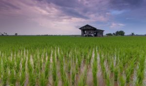Agriculture, Vietnam
