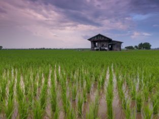 Agriculture, Vietnam