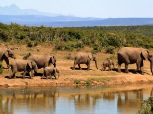 Eléphants, Afrique du Sud