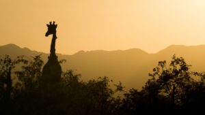 Girafe, Afrique du Sud