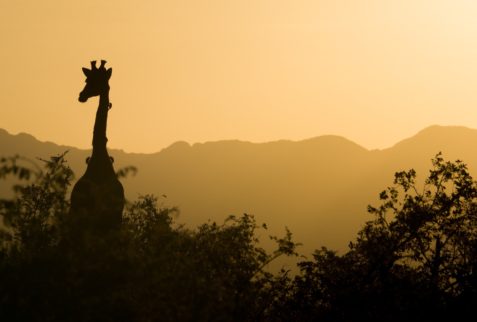 Girafe, Afrique du Sud