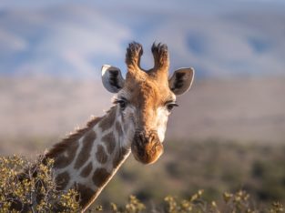 Girafe, Afrique du Sud