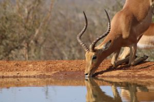 Impala, Afrique du Sud