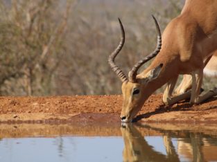 Impala, Afrique du Sud