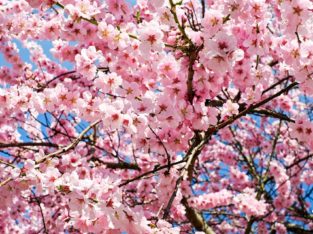 Sakura, Japon