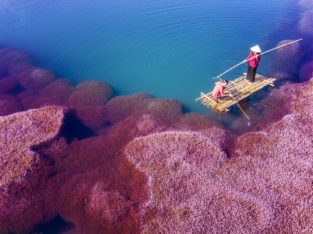 Algues roses, Vietnam
