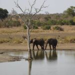 Elephant_M