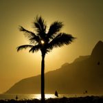 Palmier_Rio