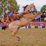 gaucho