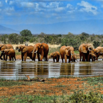 GAL_AFS_elephants