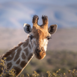 GAL_AFS_girafe
