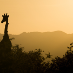 GAL_AFS_girafe_soir