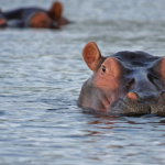 GAL_AFS_hippopotame