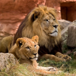 GAL_AFS_lions