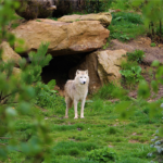GAL BEAUVAL 2