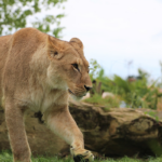 GAL BEAUVAL 3