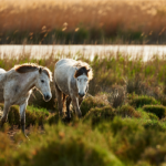 GAL CAMARGUE GRAU DU ROI 2